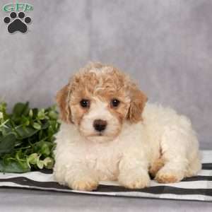 Pixie, Bich-Poo Puppy